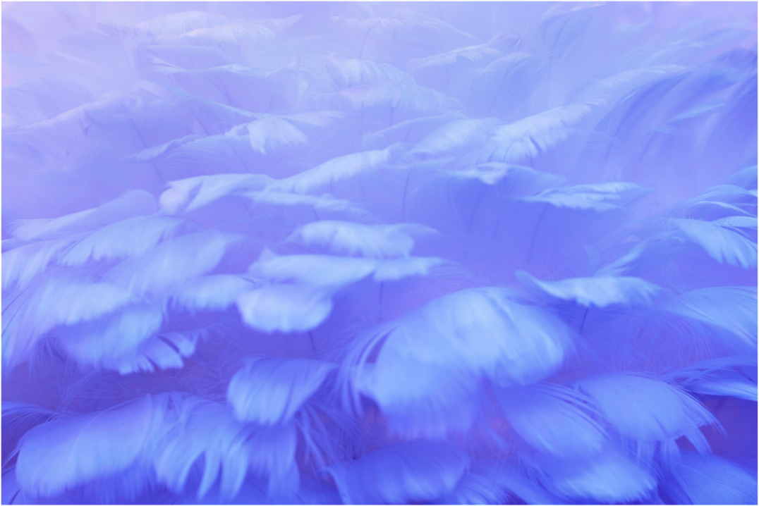 Main image Soft Wings