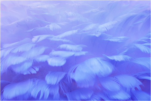 Main image Soft Wings